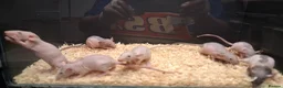 Rat rodents for sale: Baby Dumbo Rats , Males and Females  - Advert 4