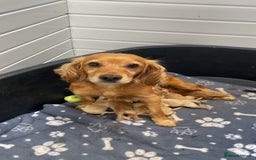 Cockapoo dogs for sale: Stunning red/apricot f1 cockapoos - Image 5