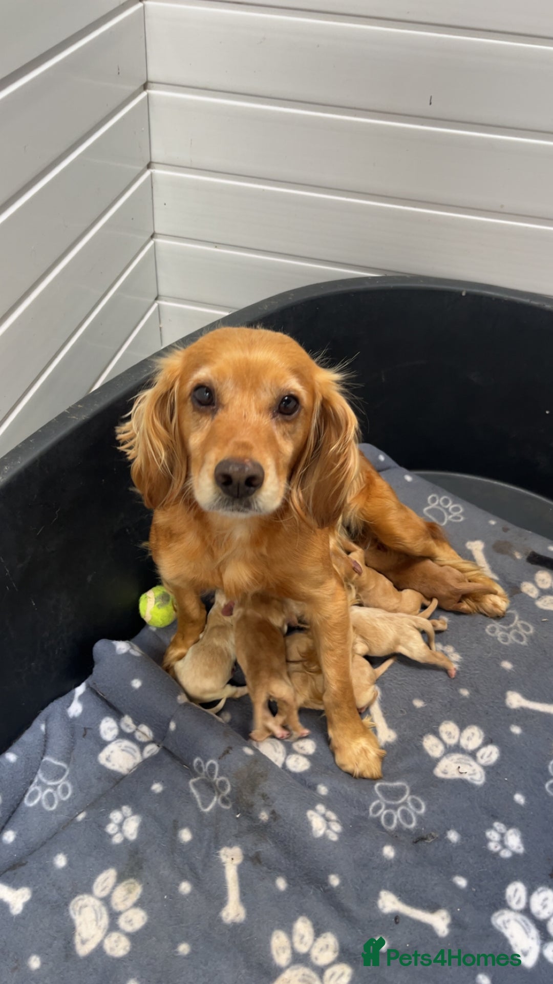 Cockapoo dogs for sale: Stunning red/apricot f1 cockapoos - Image 5