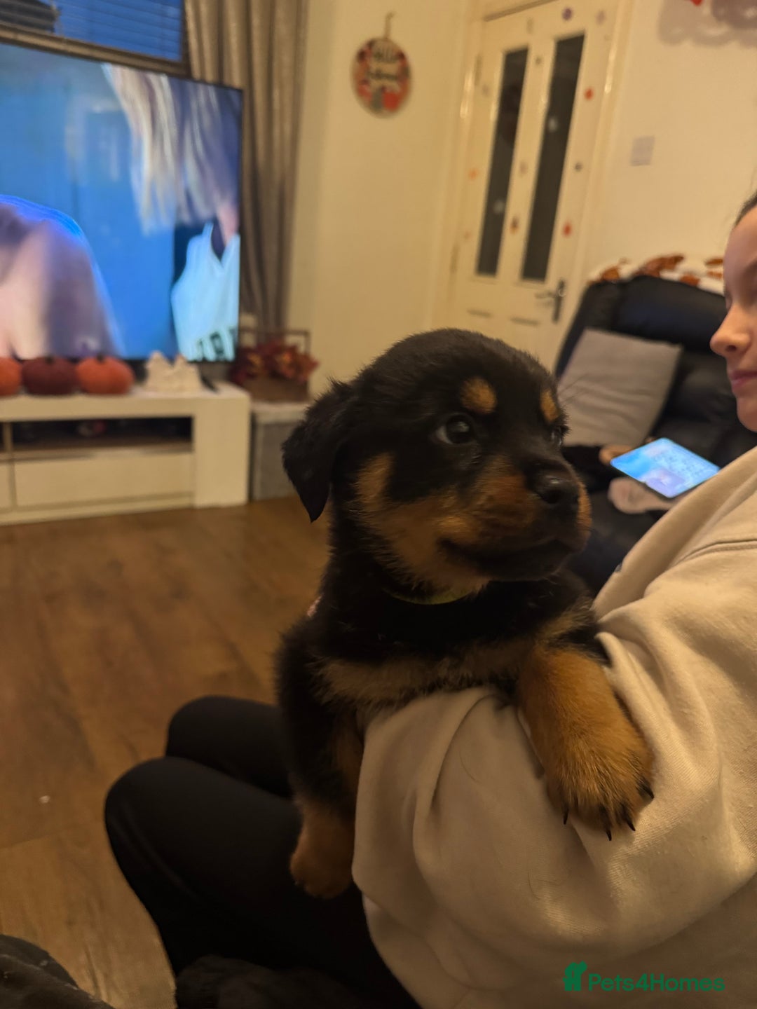 Rottweiler dogs for sale: Beautiful chunky Rottweiler puppies  - Image 8
