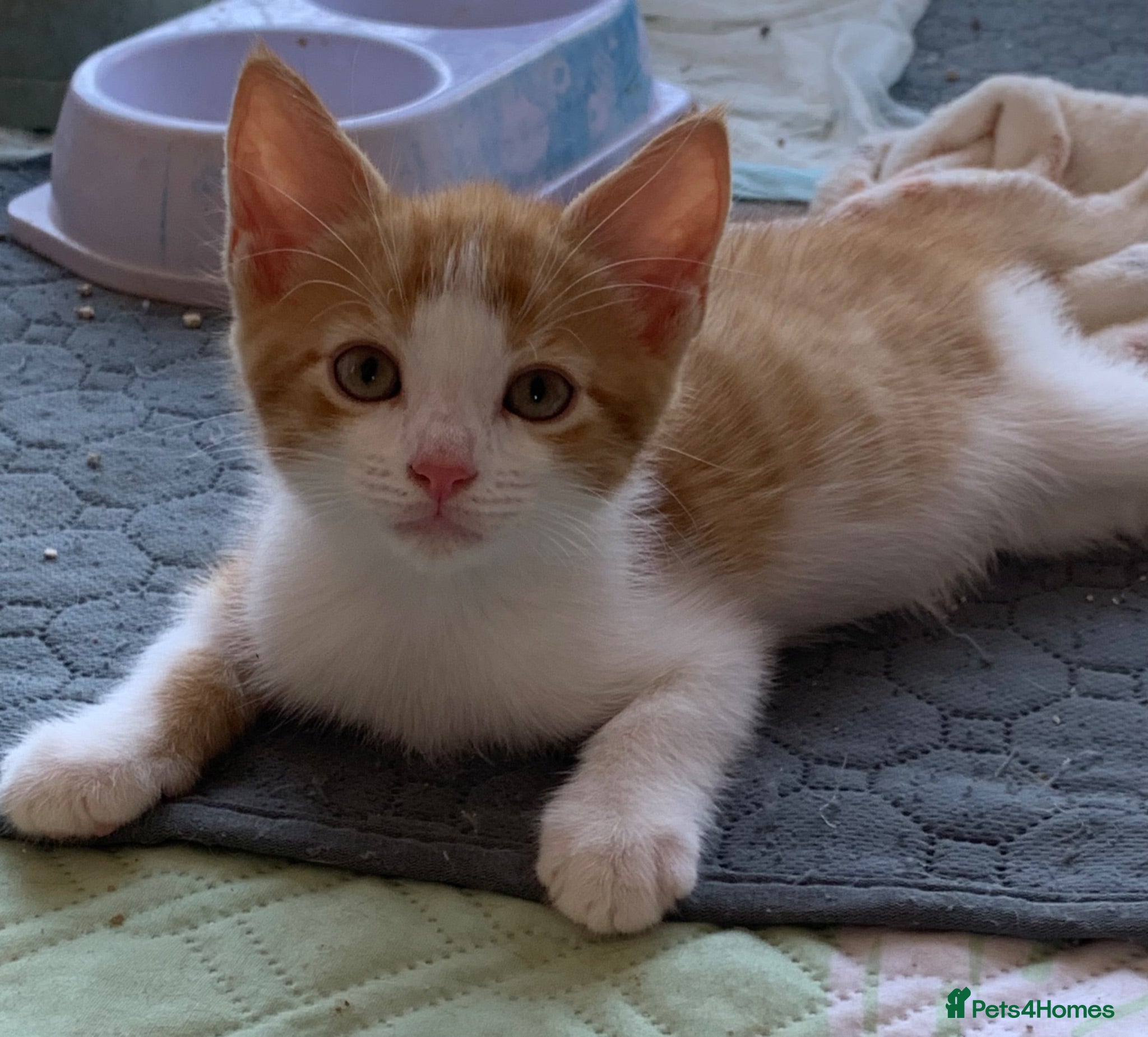 Mixed Breed cats Gorgeous kittens Ready Now! - Advert 5