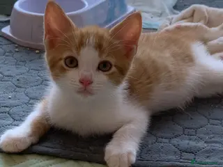 Mixed Breed cats Gorgeous kittens Ready Now! - Advert 5