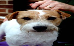 Parson Russell dogs for sale: KC quality health tested parson Russell terriers  - Image 7