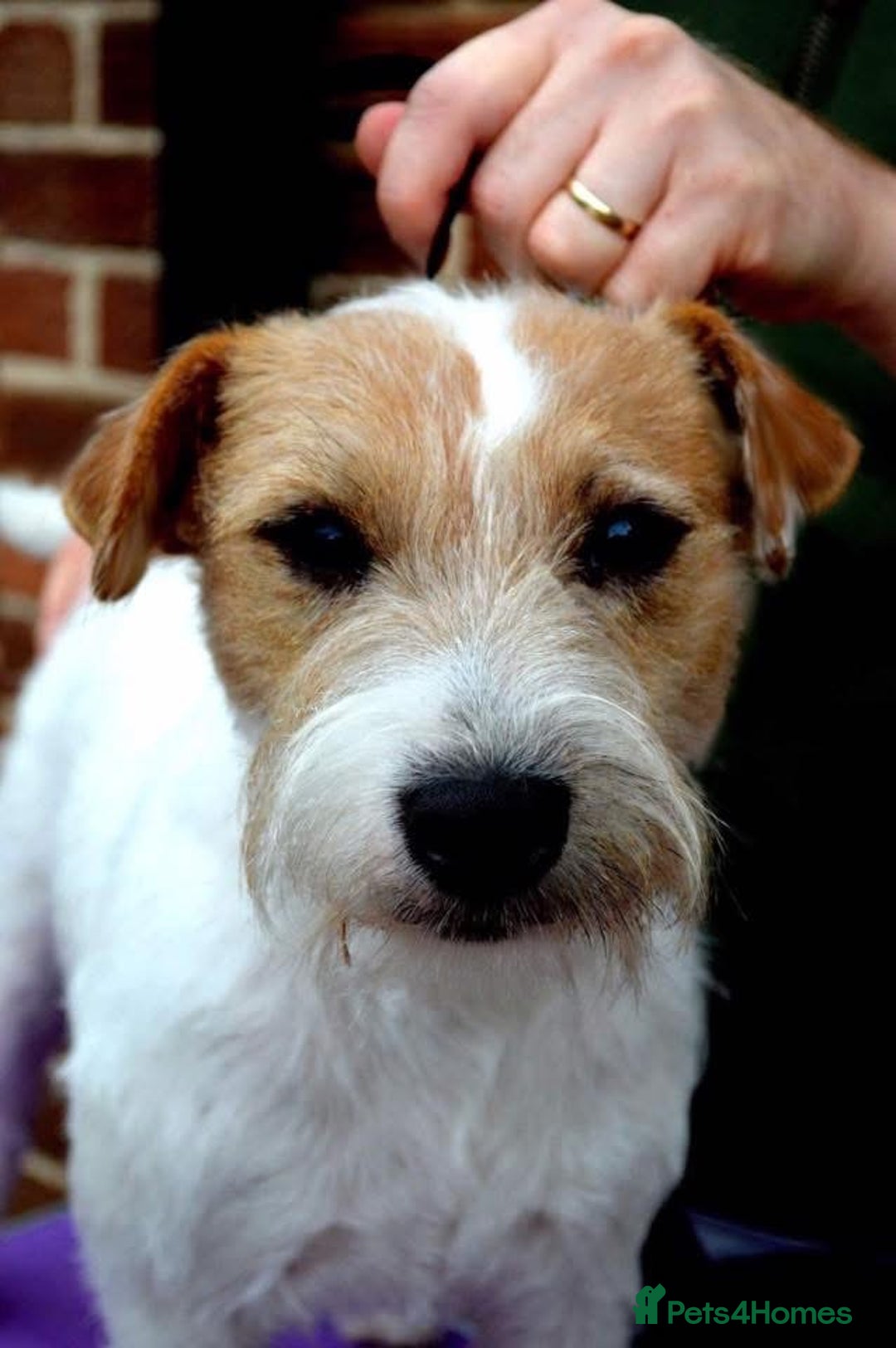 Parson Russell dogs for sale: KC quality health tested parson Russell terriers  - Image 7