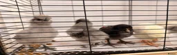Chickens poultry for sale: 🐣 [Show-Quality & Healthy Chicks for Sale]  - Advert 12