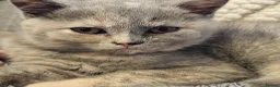 British Shorthair cats for sale: Stunning girl - Advert 19