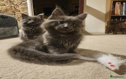 Maine Coon cats for sale: Pure Maine Coons – European Lines - Advert 11