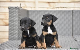 Dobermann dogs for sale: Unique hybrid dobermann puppies - Image 3