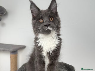 Maine Coon cats 🐾Only 2 Maine Coon Boys Still Available 🐾 - Advert 2