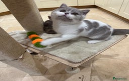 British Shorthair cats for sale: Lilac,Blue,BiColours & Colourpoint Registered  - Image 31