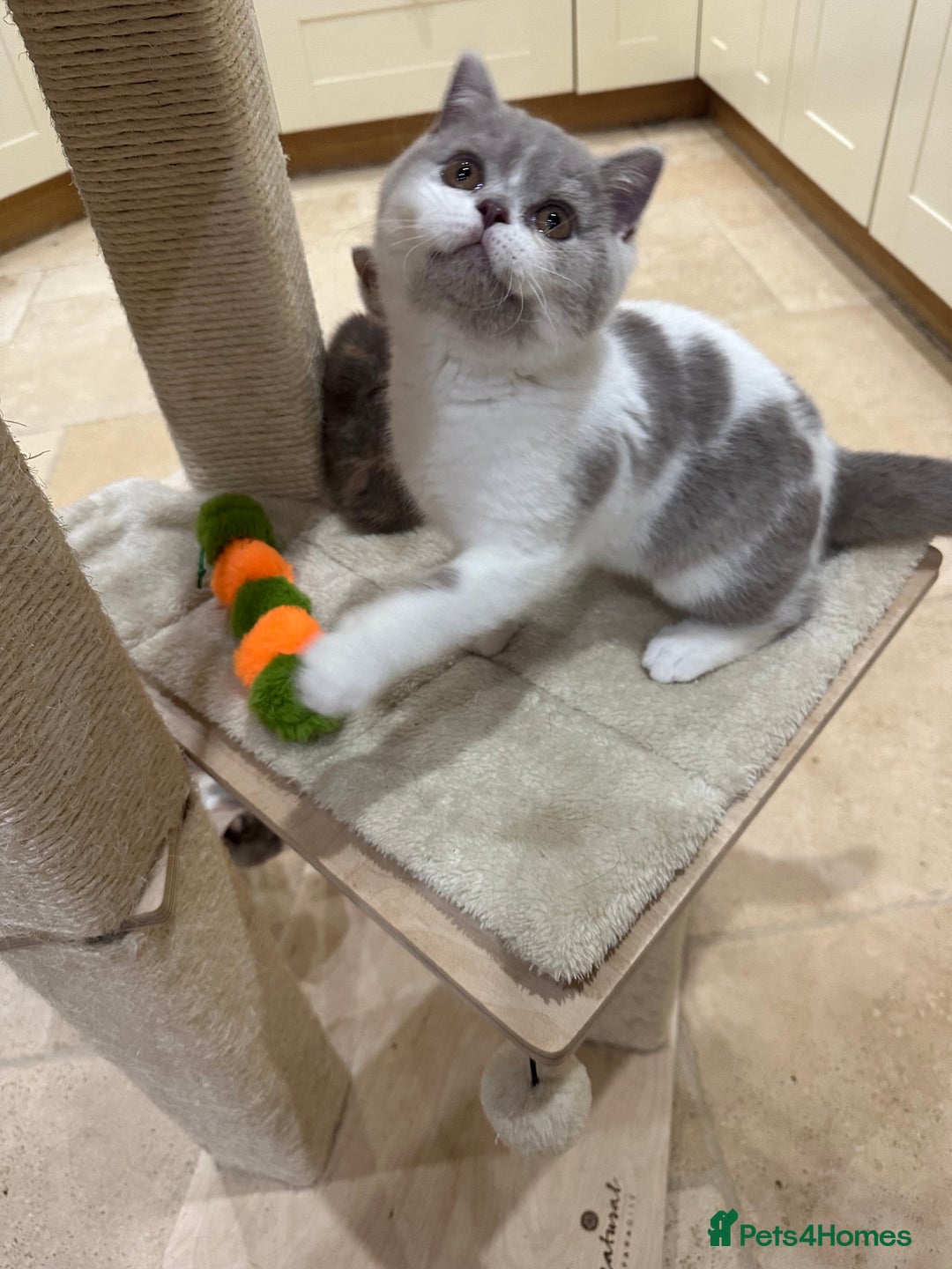British Shorthair cats for sale: Lilac,Blue,BiColours & Colourpoint Registered  - Image 31