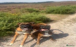 Boxer dogs for sale: 2 Boxers to re-home, must go together - Image 4