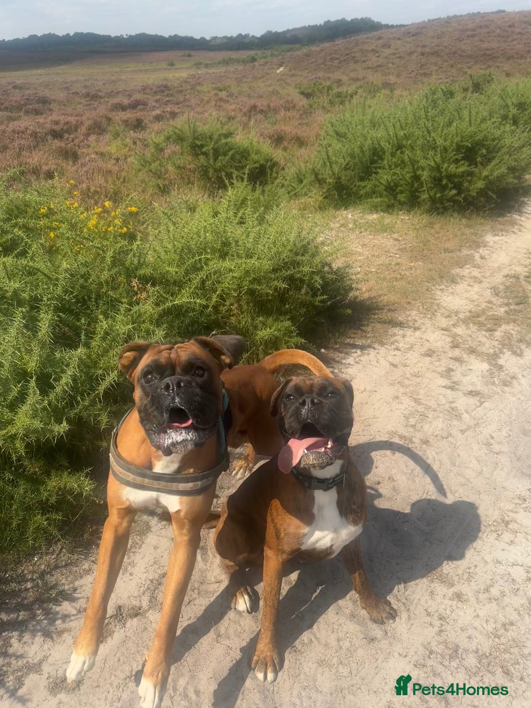 Boxer dogs for sale: 2 Boxers to re-home, must go together - Image 4
