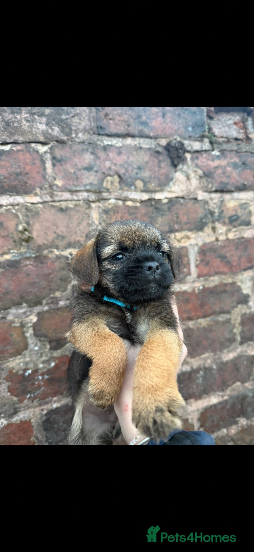 Border Terrier dogs 1 border boy ready to leave now  - Advert 23