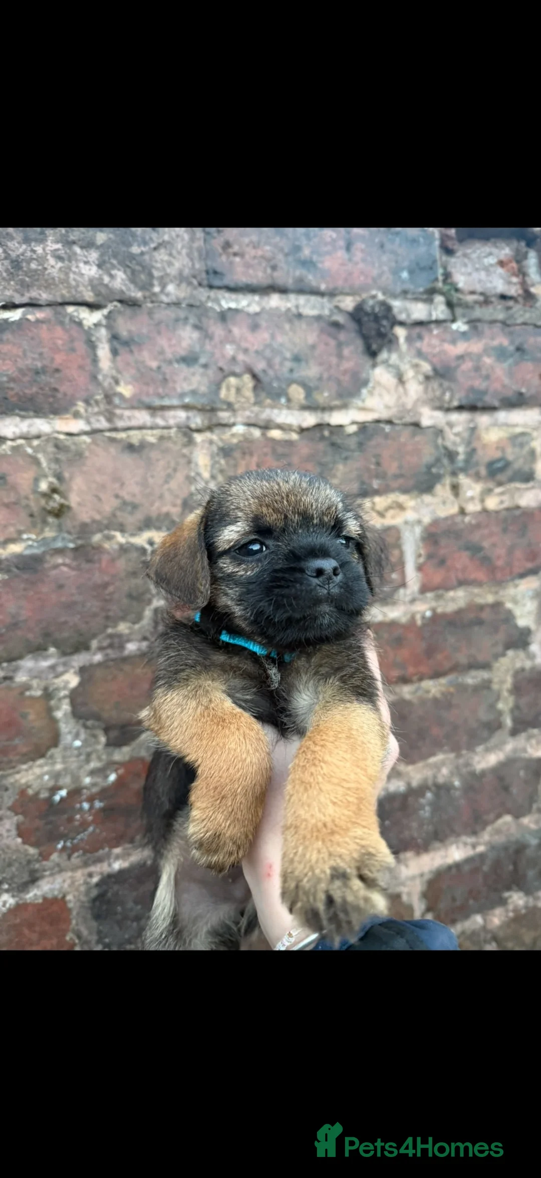 Border Terrier dogs for sale: 1 border boy ready to leave now  - Advert 1