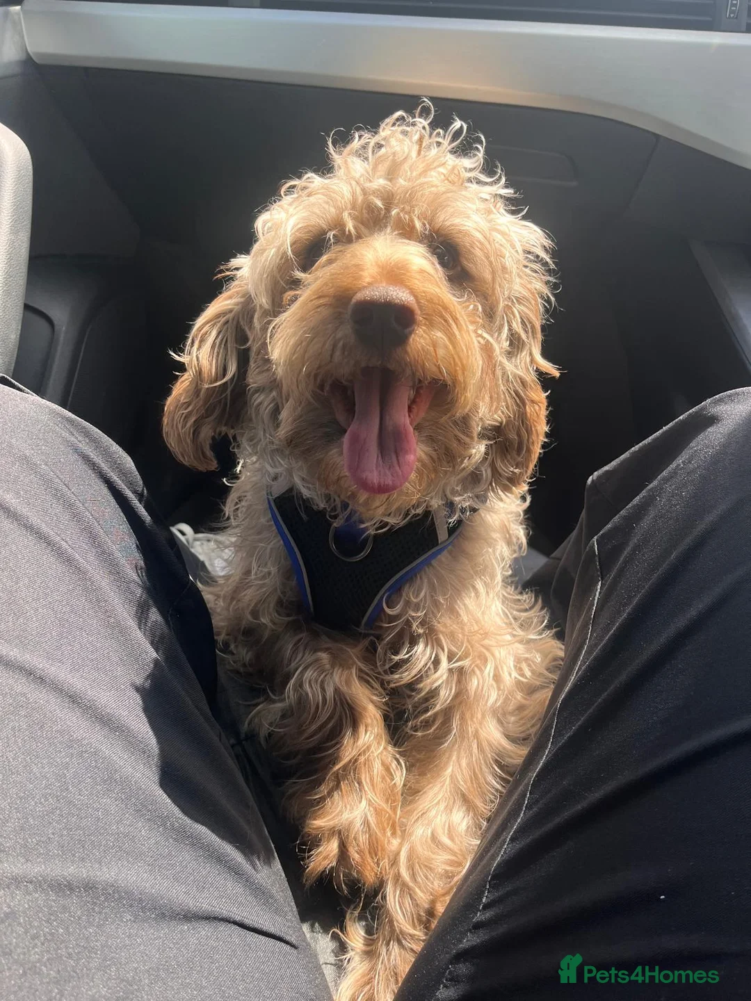 Cockapoo dogs for sale: Male cockapoo - Advert 10