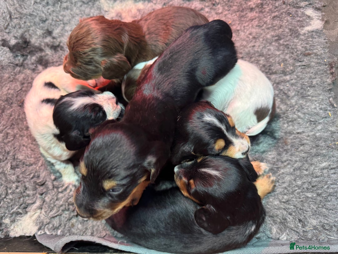 Cocker Spaniel dogs for sale: Working Cocker Spaniel Puppies - Advert 1