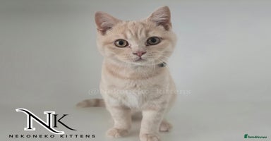 British Shorthair cats in Ilkeston - Advert 11