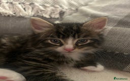 British Longhair cats for sale: Stunning friendly kittens - Image 6