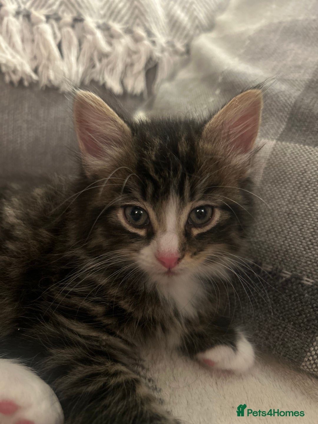 British Longhair cats for sale: Stunning friendly kittens - Image 6