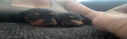 Dachshund dogs for sale: Beautiful Dachshund pups in Bristol - Advert 14