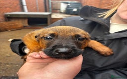 Mixed Breed dogs for sale: Rottweiler x belian malinois - Advert 2