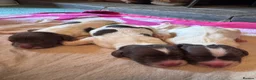 English Springer Spaniel dogs for sale: Beautiful Liver & White Springer Spaniel Puppies - Advert 5