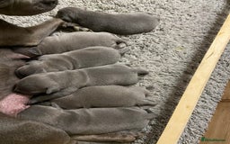 Staffordshire Bull Terrier dogs for sale: solid blues - Image 9