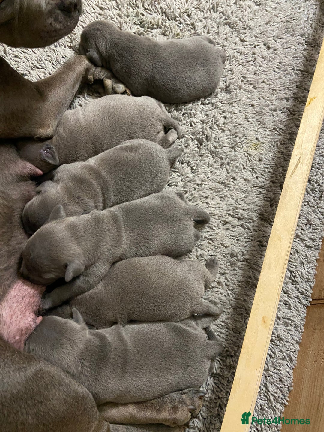 Staffordshire Bull Terrier dogs for sale: solid blues - Image 9