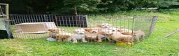 Goldador dogs for sale: Golden retriever Labrador cross  in Glasgow - Advert 10