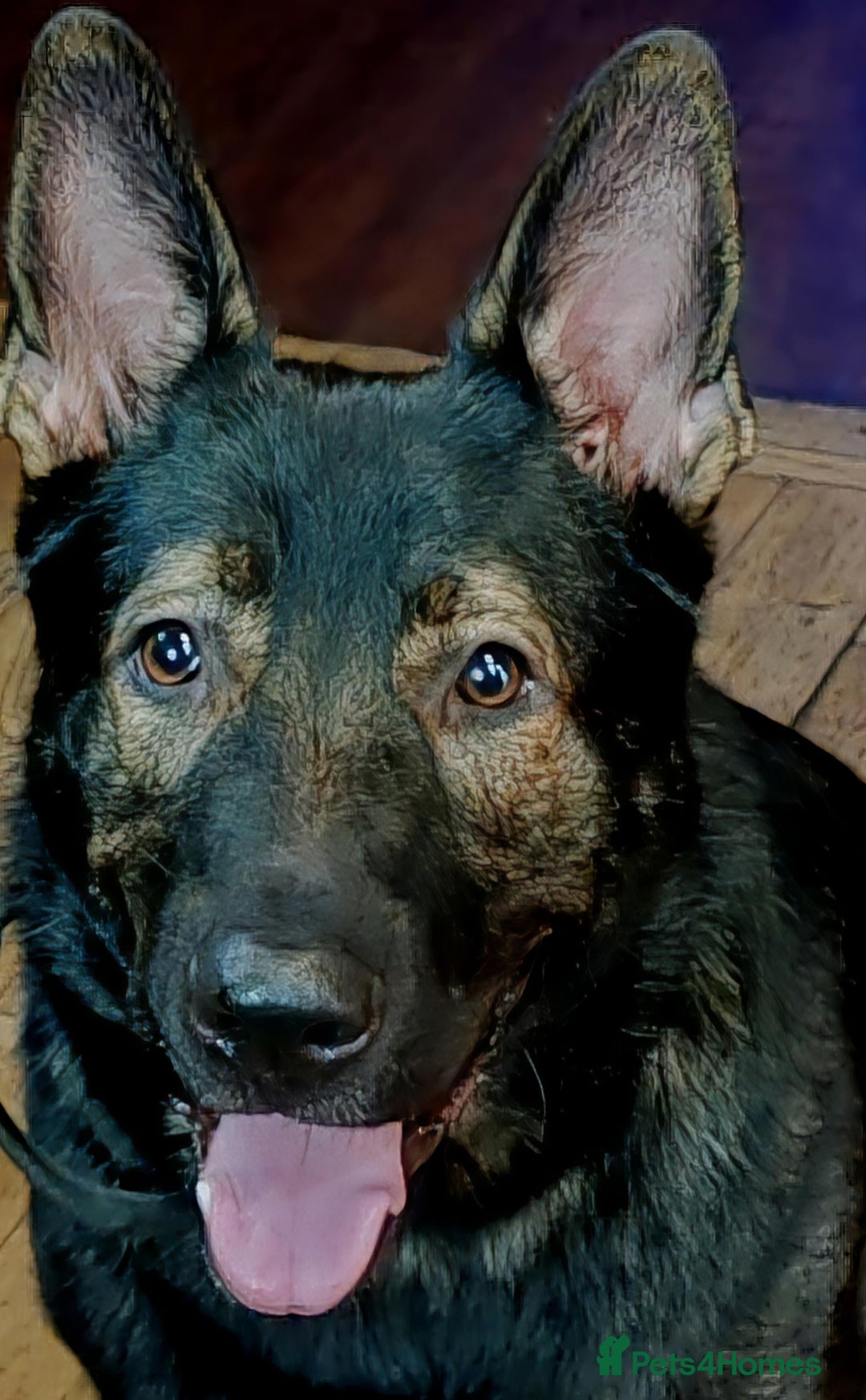 German Shepherd dogs for stud: KENSESQUI SIMBA (Simba) - Advert 2