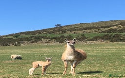 Llama livestock for sale: Guanaco for sale (lama guanicoe) Peak District - Image 4