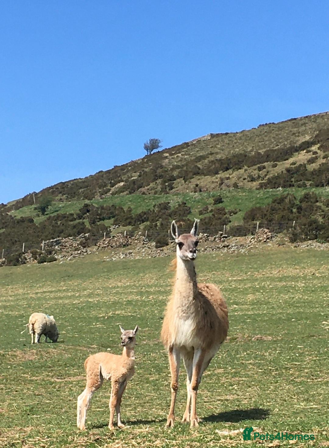 Llama livestock for sale: Guanaco for sale (lama guanicoe) Peak District - Image 4