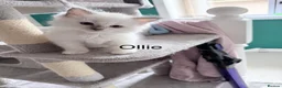 Ragdoll cats for sale: Ragdoll kittens rare lilac point mitted - Advert 9