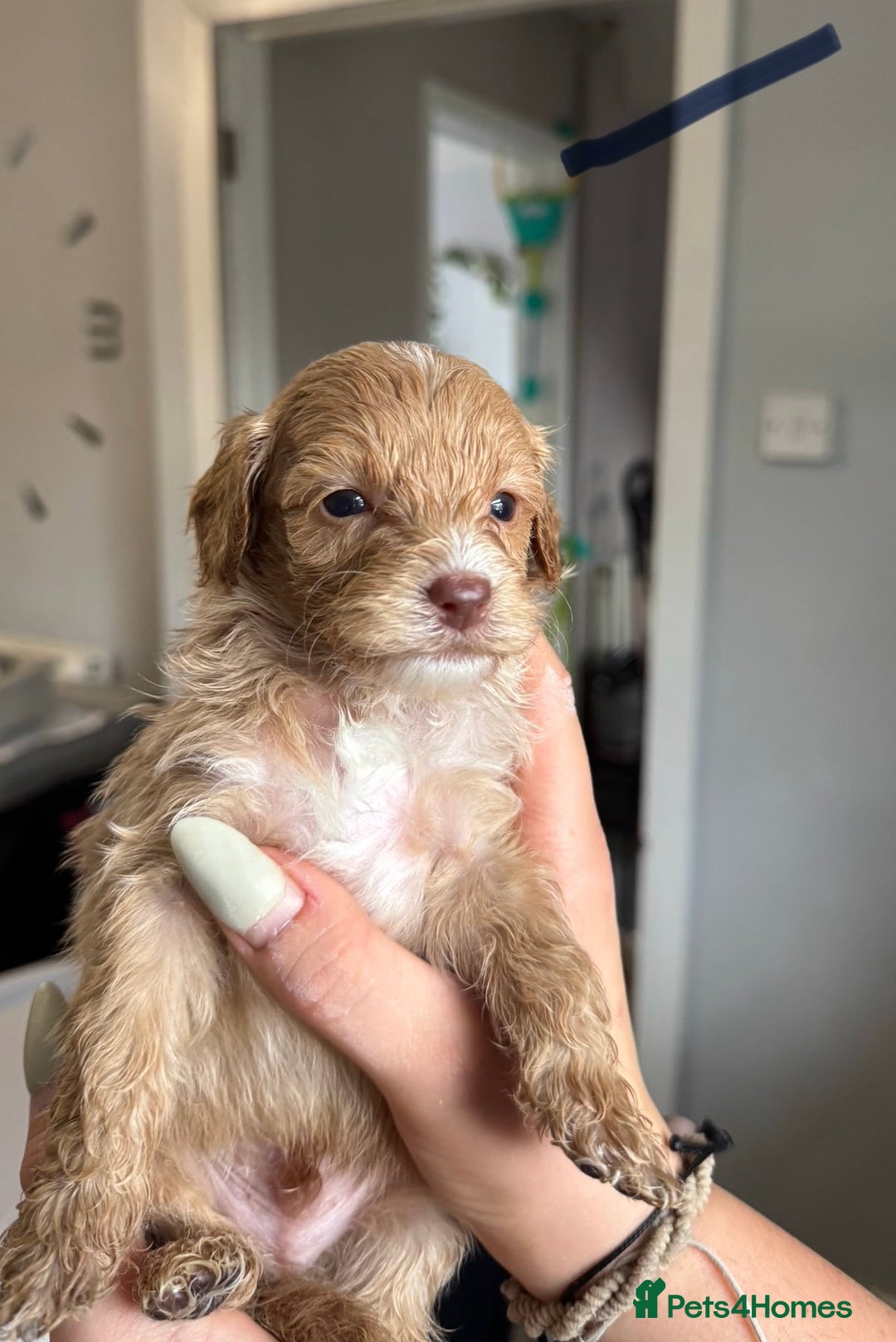 Sproodle dogs for sale: Gorgeous Sproodle Puppies - Image 10