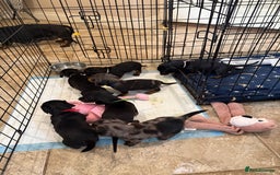 Miniature Dachshund dogs for sale: Ready Now! Smooth coat 1 boy 1 girl - Image 19