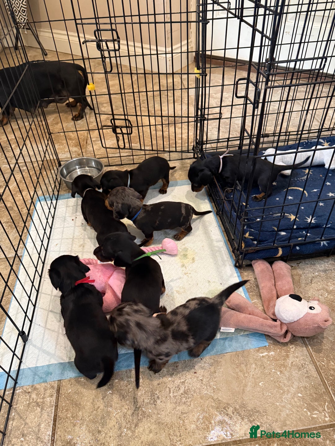 Miniature Dachshund dogs for sale: Ready Now! Smooth coat 1 boy 1 girl - Image 19