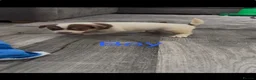 Jack Russell dogs for sale: Jack Russell puppy’s  - Advert 9