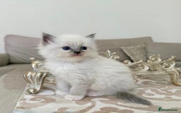 Ragdoll cats for sale: Talented super blueish eyes Rag dolls - Advert 7