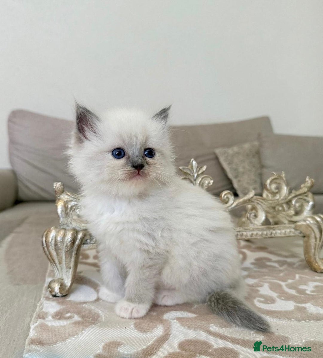 Ragdoll cats for sale: Talented super blueish eyes Rag dolls - Advert 7