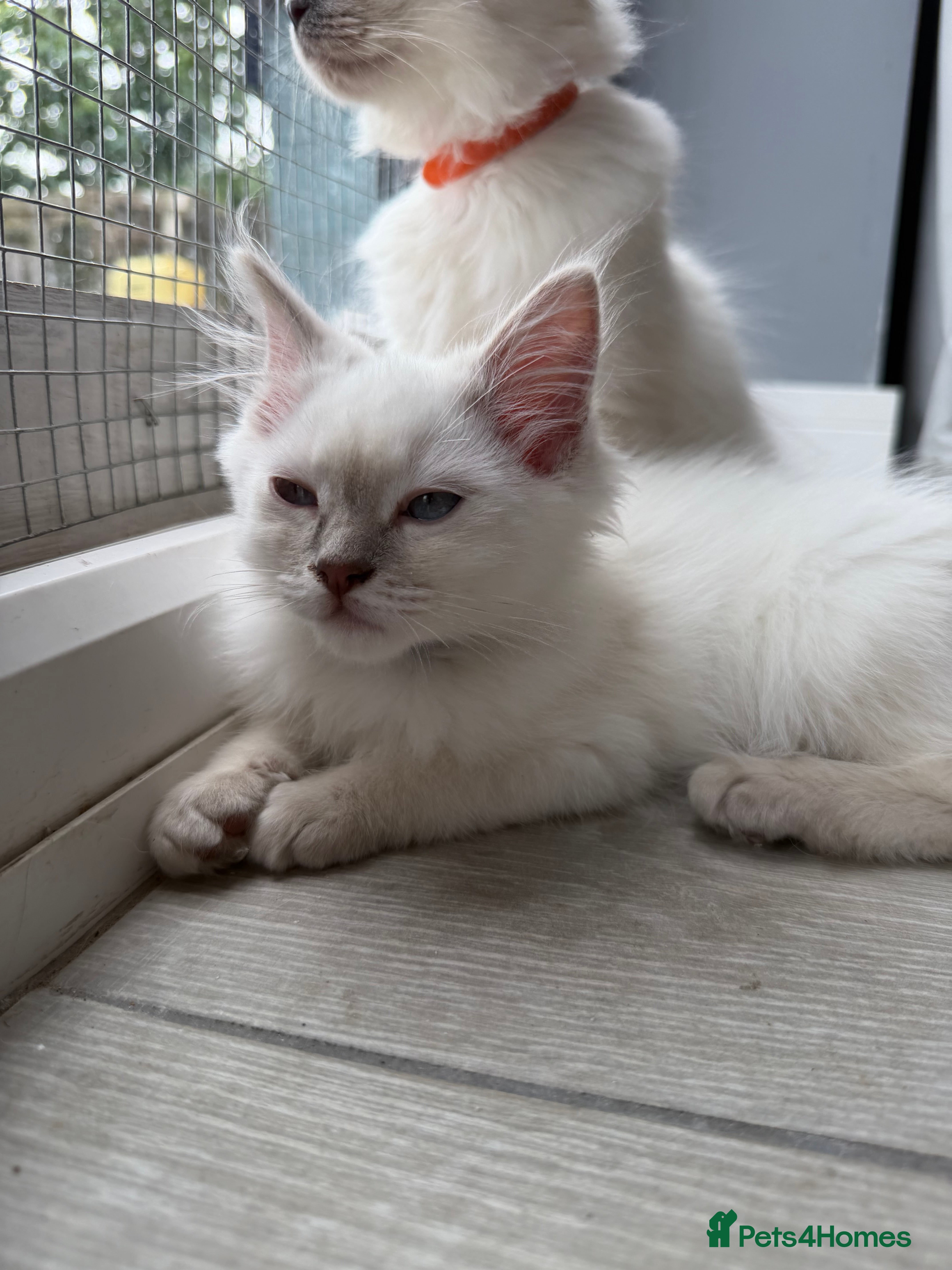 Ragdoll cats     💙 Stunning Pedigree Ragdoll Kittens GCCF - Advert 2