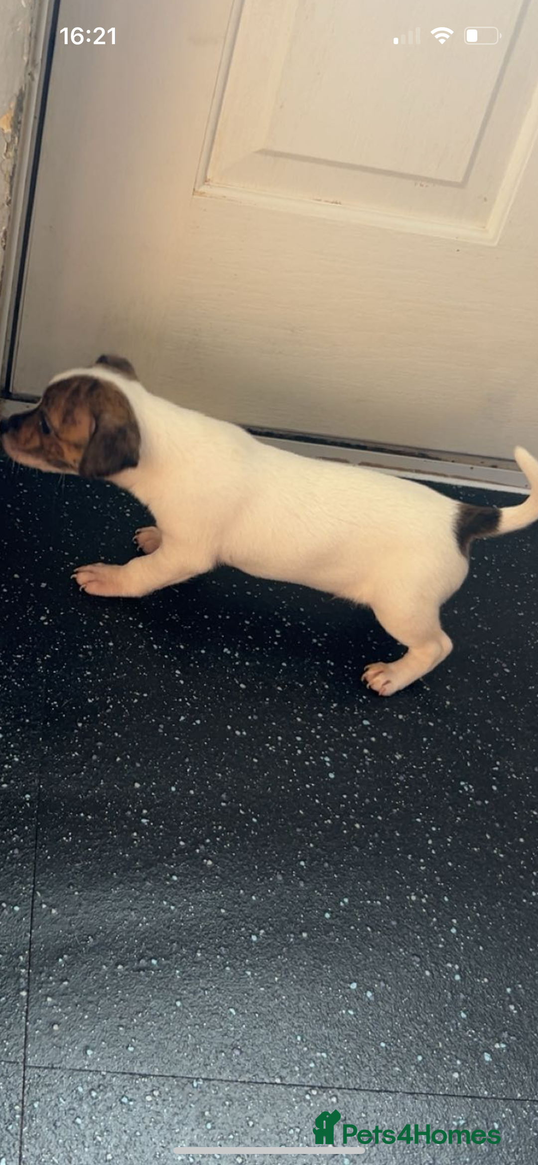 Jack Russell dogs for sale: Jack Russell  - Image 22