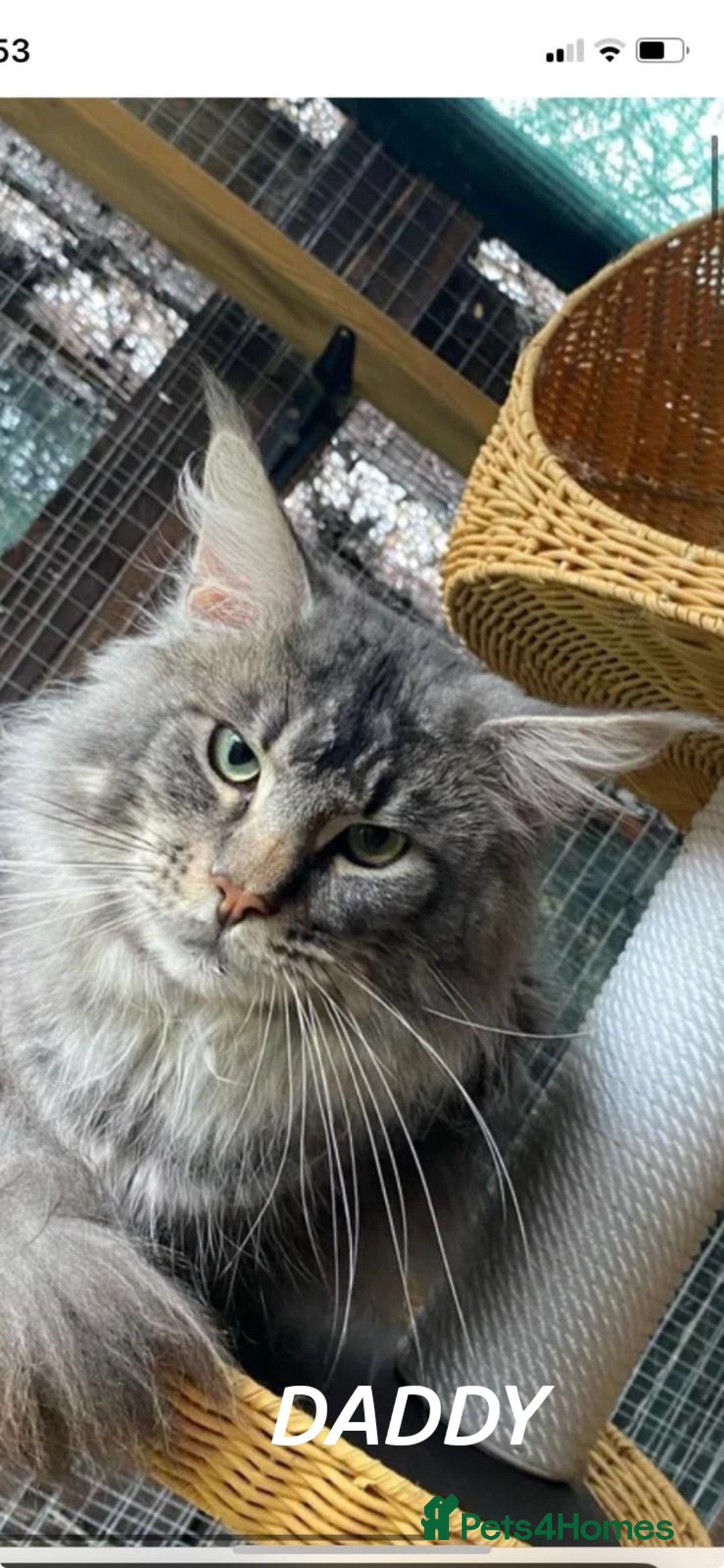 Maine Coon cats for sale: Beautiful Maine Coon kittens 💖💙🐱 - Advert 10