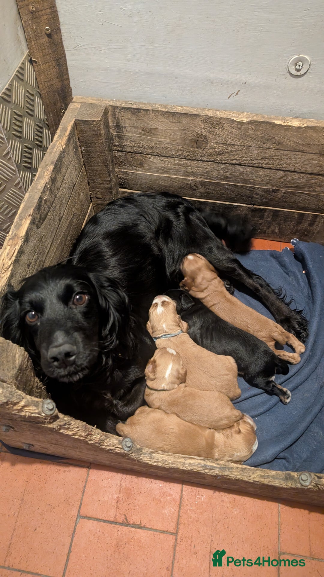 Cocker Spaniel dogs for sale: Working Cocker Spaniel Puppies  - Image 7