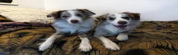 Border Collie dogs for sale: Stunning Champion line puppies  - Advert 27