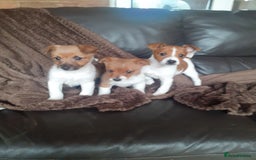Jack Russell dogs for sale: Jackrussell pups - Advert 5