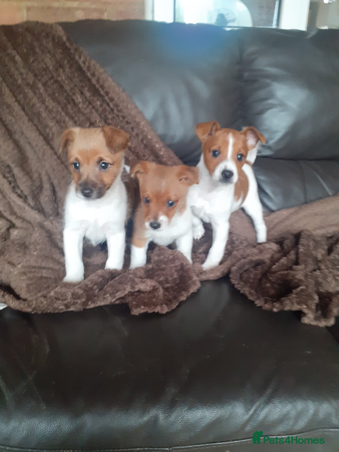 Jack Russell dogs for sale: Jackrussell pups - Advert 5