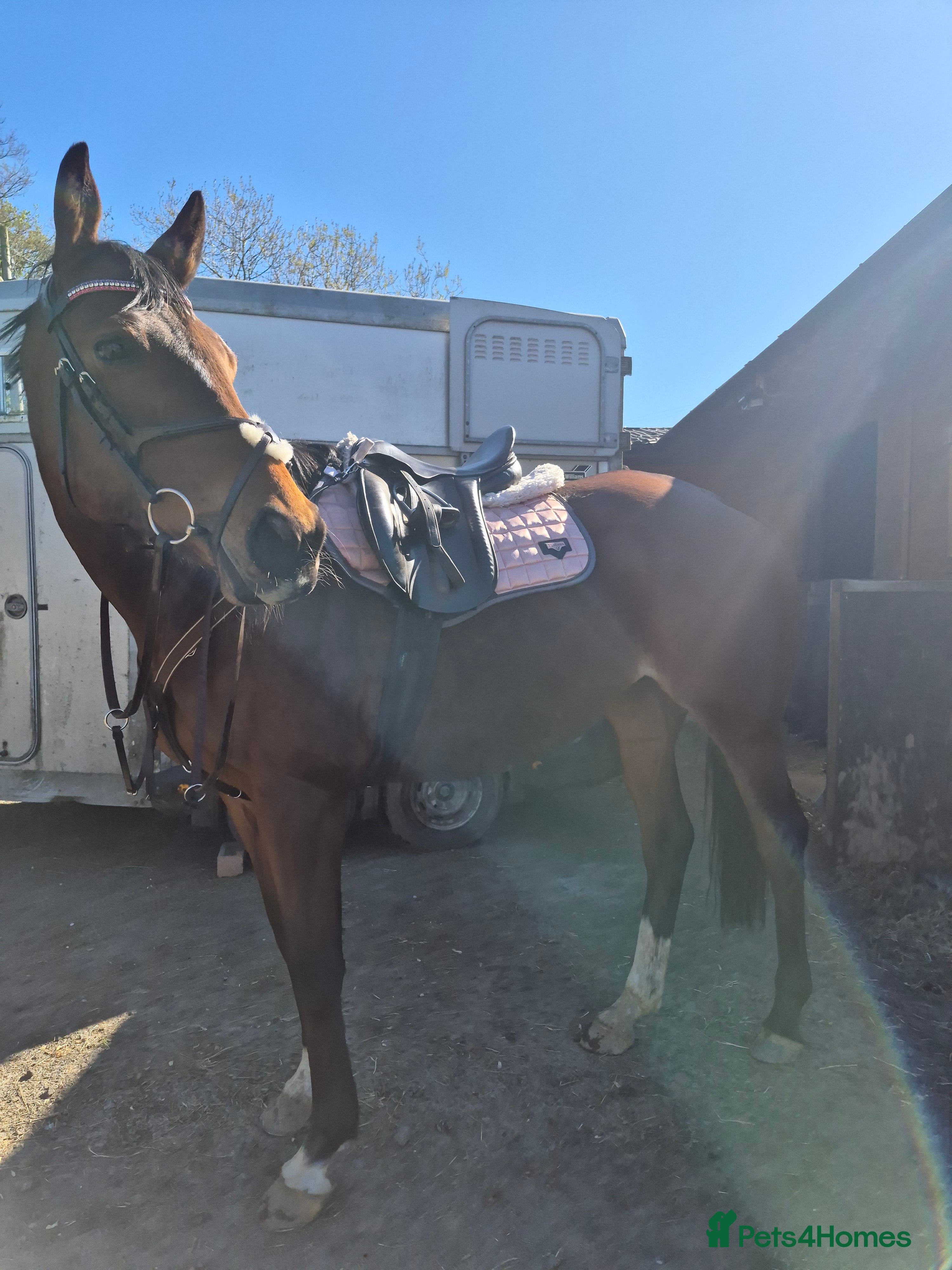 Irish Thoroughbred horses 16.2hh Event/hunt prospect mare  - Advert 2