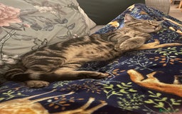 Mixed Breed cats for sale: Rehoming of kitten required - Image 5