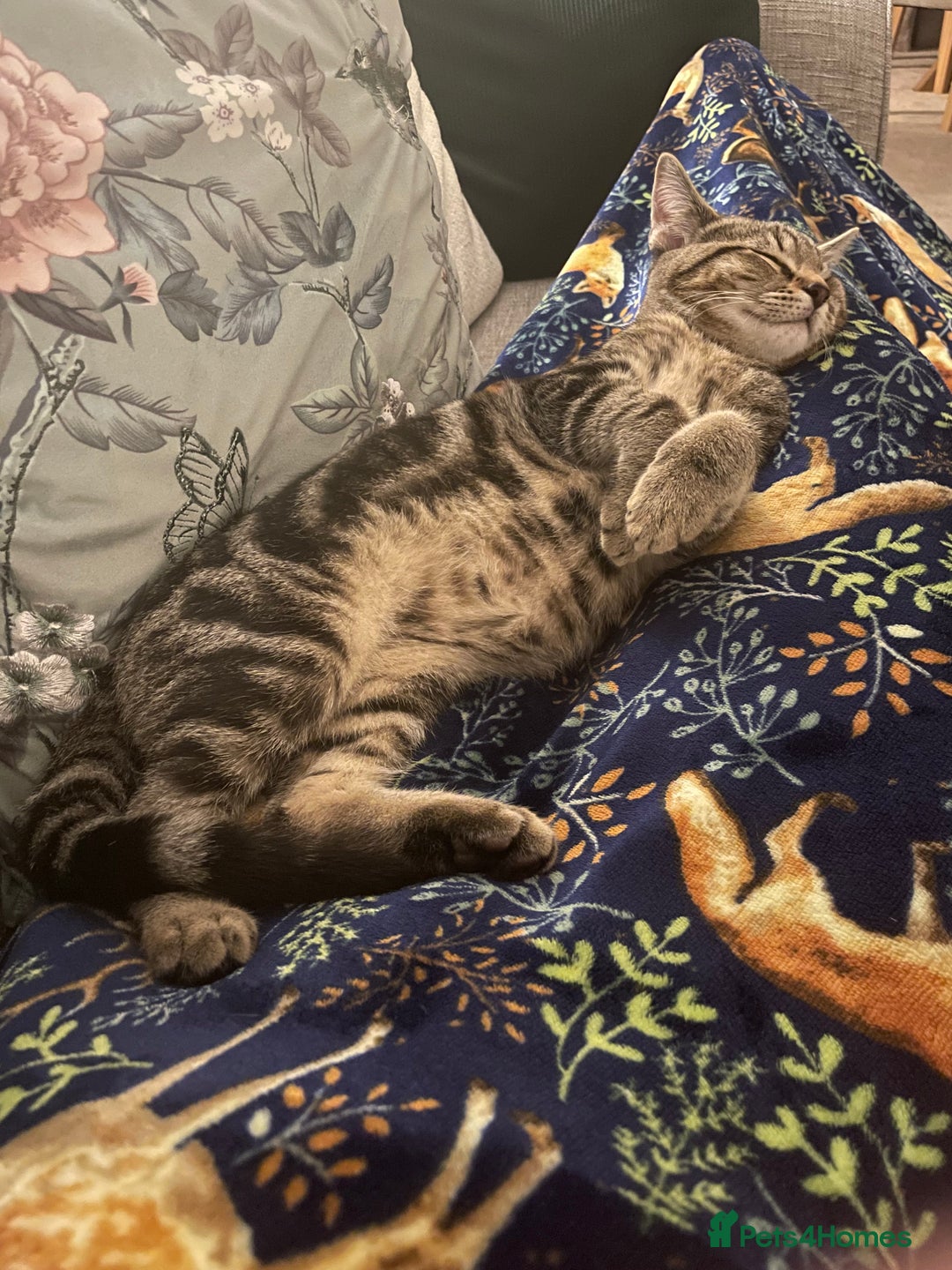 Mixed Breed cats for sale: Rehoming of kitten required - Image 5